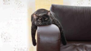 Errores que afectan la salud de tu mascota aburrimiento