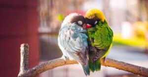 ave mascota agapornis