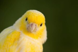 aves divertidas para tener como mascotas canario