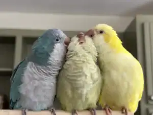 aves-divertidas-periquitos