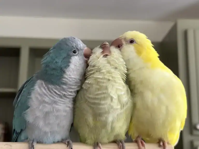 aves-divertidas-periquitos