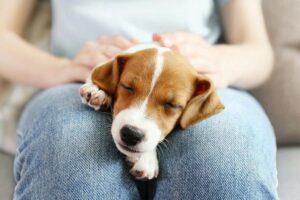 elegir la mascota perfecta amor primera vista