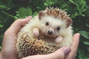 mascotas exóticas fáciles de cuidar erizo africano