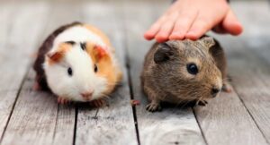 mascotas exóticas fáciles de cuidar cuyo