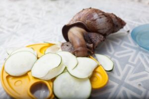 mascotas exóticas fáciles de cuidar caracol gigante africano