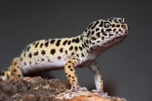 mascotas exóticas fáciles de cuidar gecko leopardo