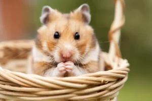 mascotas exóticas fáciles de cuidar hamster sirio