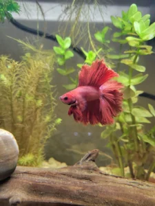 mascotas exóticas fáciles de cuidar pez betta