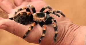 mascotas exóticas fáciles de cuidar tarantula