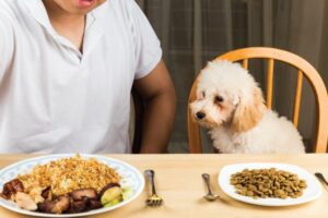 por que mi perro se enferma comida alimento humano