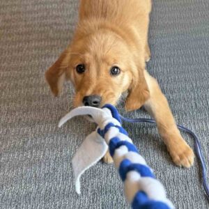adiestramiento canino para principiantes primeros dias
