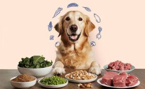 alimentacion segura para mascotas alimentos buenos si