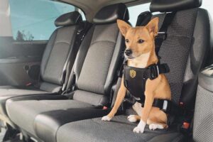 como llevar a tu perro en el auto arnes
