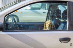 como llevar a tu perro en el auto dejar solo dentro