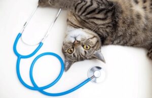 enfermedades comunes en gatos recomendaciones