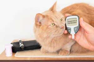 enfermedades comunes en gatos diabetes