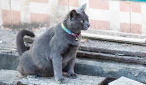 enfermedades comunes en gatos problemas urinarios