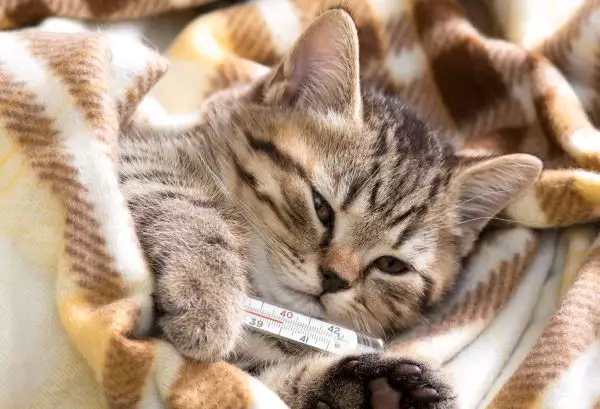 enfermedades comunes en gatos