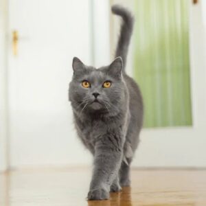 lenguaje corporal de tu gato cola levantada