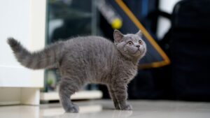 lenguaje corporal de tu gato cola erizada