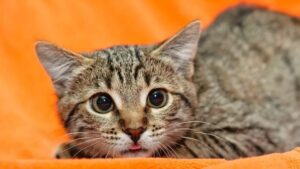 lenguaje corporal de tu gato pupilas dilatadas