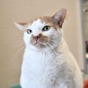 lenguaje corporal de tu gato ronroneo